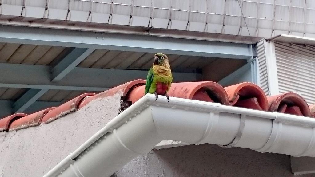 Gavea Bnb Rio de Janeiro Zewnętrze zdjęcie